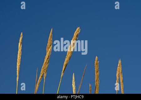 Federn des pfahlrohr Pflanzen auf einem blauen Himmel in der Mündung des Flusses Guadalhorce Naturschutzgebiet in Malaga - Arundo Donax Stockfoto