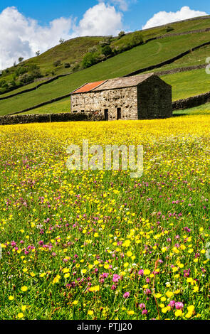 Wilde Blumen auf den Wiesen am Muker in Swaledale. Stockfoto
