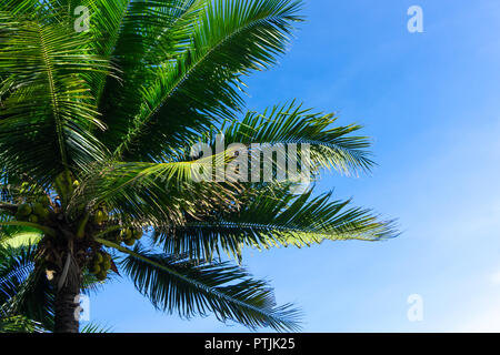 Palmen oder Kokospalmen gegen den blauen Himmel. Stockfoto