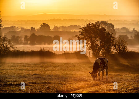 Die Sonne über einem Gebiet der Kühe auf Ackerland in der Nähe von Bradford-on-Avon in Wiltshire, da die Temperaturen für Oktober mild bleiben. Stockfoto