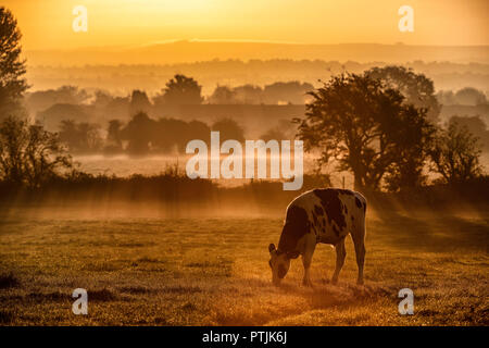 Die Sonne über einem Gebiet der Kühe auf Ackerland in der Nähe von Bradford-on-Avon in Wiltshire, da die Temperaturen für Oktober mild bleiben. Stockfoto