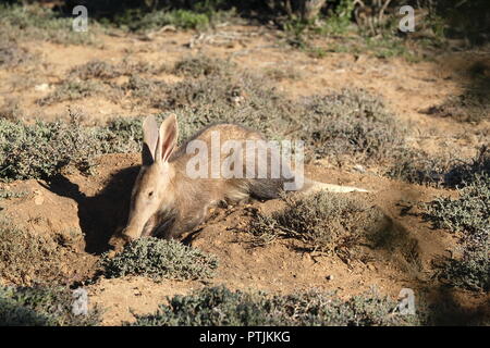 Aardvark auf fuchsbau - der frühe Winter morgen Stockfoto