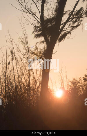 Silhouette von Baum- und Sonnenuntergang Stockfoto