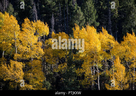 Farbkontraste eines Aspen Tree Grove von Orange, Gold, Gelb und vor dem Hintergrund der dunklen grünen Pinien Stockfoto