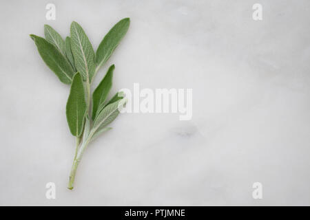 Salbei Zweige auf dem Marmor Hintergrund Stockfoto