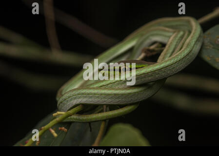 Daudin der Rebe Schlange (Xenoxybelis argenteus), früher bekannt als philodryas Argenteus, schlafen auf einem niedrigen Ast im Urwald des Amazonas. Stockfoto