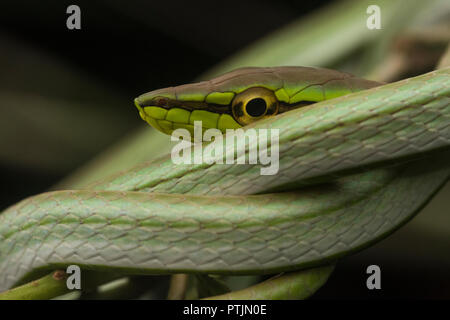 Daudin der Rebe Schlange (Xenoxybelis argenteus), früher bekannt als philodryas Argenteus, schlafen auf einem niedrigen Ast im Urwald des Amazonas. Stockfoto