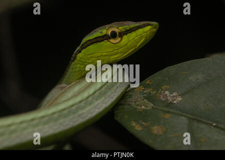 Daudin der Rebe Schlange (Xenoxybelis argenteus), früher bekannt als philodryas Argenteus, schlafen auf einem niedrigen Ast im Urwald des Amazonas. Stockfoto