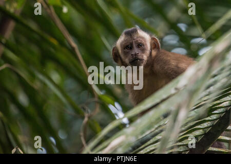 Getuftete Kapuziner (Sapajus apella) früher bekannt als Cebus apella an der Fotograf im Amazonas Regenwald. Stockfoto