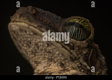 Eine Nahaufnahme eines Manaus schlanken Beinen Laubfrosch (Osteocephalus taurinus) und seine wunderschönen Augen, mit einem schönen Muster und Farben. Stockfoto