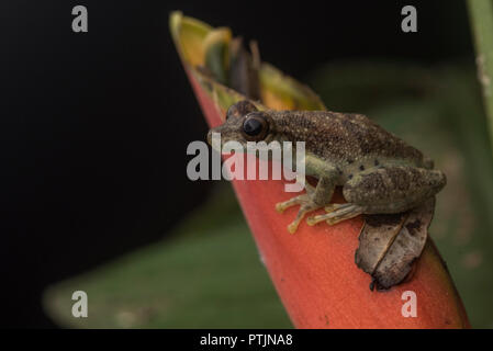 Eine snouted scinax Arten, Laubfrosch, sitzt auf einer Heliconia Blume im Amazonas Regenwald in Madre de Dios, Peru. Stockfoto