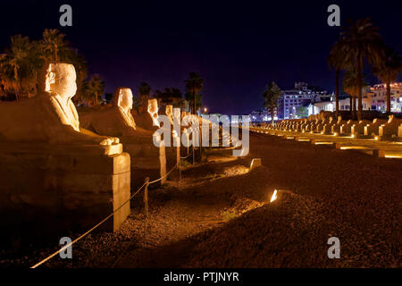 Avenue des menschlichen vorangegangen Sphingen Verknüpfung von Karnak und Luxor Tempel in Luxor Stockfoto