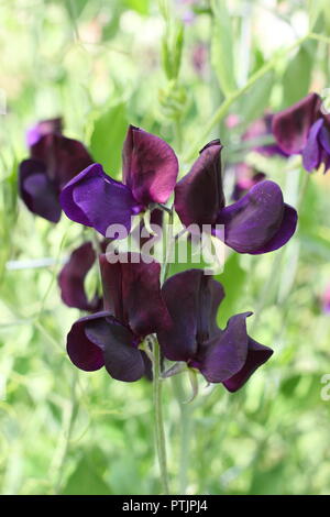 Lathyrus Odoratus. Sweet pea "fast schwarz" in voller Blüte in einem Englischen Garten, Sommer, Großbritannien Stockfoto