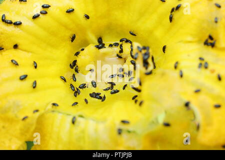 Meligethes. Pollen Käfer auf Zucchini Blume in einem Englischen Garten im Sommer, Großbritannien Stockfoto