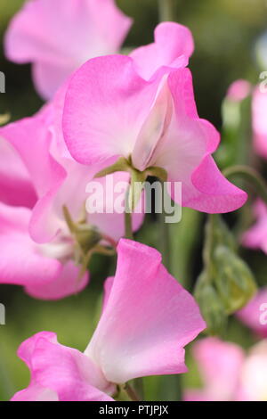 Lathyrus Odoratus "Gwendoline" Sweet pea in voller Blüte, Sommer, Großbritannien. Hauptversammlung Stockfoto