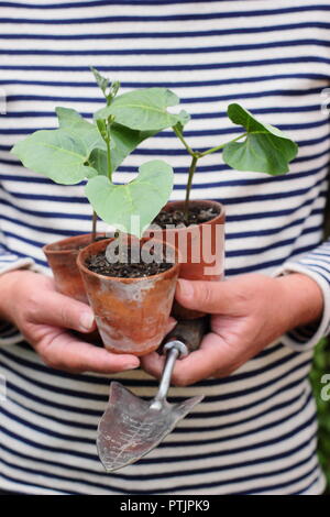 Phaseolus coccineus. Junge Prunkbohne Enorma'' verschiedene Pflanzen in Töpfen bereit für die Bepflanzung, Großbritannien Stockfoto