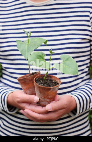 Phaseolus coccineus. Junge Prunkbohne Enorma'' verschiedene Pflanzen in Töpfen bereit für die Bepflanzung, Großbritannien Stockfoto