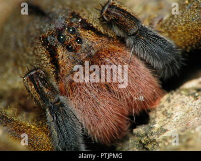 Stirnseite Makro einer Banane Spinne, giftige Arten aus Südamerika, auch bekannt als Banane Spinne und aranha armadeira. Stockfoto