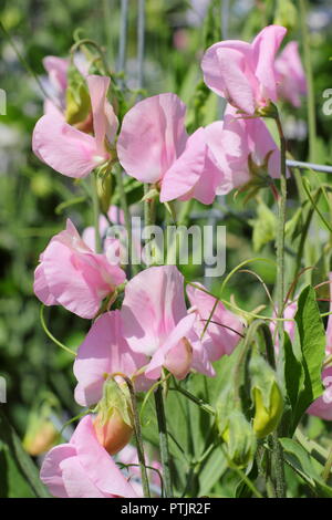 Lathyrus Odoratus 'Prima Donna' Sweet pea Werk in voller Blüte im Sommer in einem Englischen Garten, Großbritannien Stockfoto