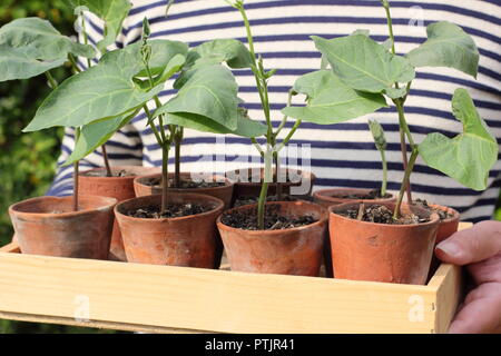 Phaseolus coccineus. Junge Prunkbohne Enorma'' verschiedene Pflanzen in Töpfen bereit für die Bepflanzung, Großbritannien Stockfoto
