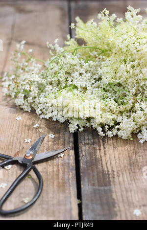 Sambucus nigra. Frisch gepflückte Englisch holunderblüten Blüten auf einem Holztisch, Großbritannien Stockfoto