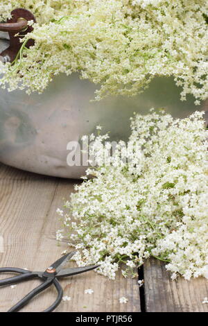 Sambucus nigra. Frisch gepflückten Holunderblüten blühen in einem Metallbehälter auf Holztisch, Sommer, England, Großbritannien Stockfoto