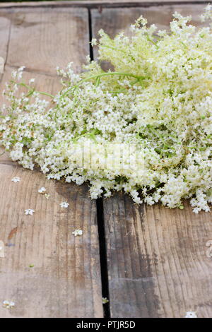 Sambucus nigra. Frisch gepflückte Englisch holunderblüten Blüten auf einem Holztisch, Großbritannien Stockfoto