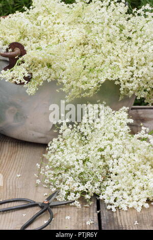 Sambucus nigra. Frisch gepflückten Holunderblüten blühen in einem Metallbehälter auf Holztisch, Sommer, England, Großbritannien Stockfoto