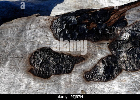 Ein Baumstamm zeigt schwarze Brandflecken gegen seine weißliche Rinde. Stockfoto