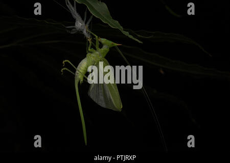 Eine Pfeilspitze, katydid, der gerade seinen alten Exoskelett vergossen hat, um zu wachsen, ist es nun unter es Luft Trocknen und Härten ausgesetzt. Stockfoto