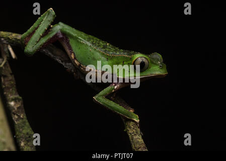 Eine weiße gesäumten leaf Frog (Phyllomedusa vaillantii) aus den peruanischen Dschungel in Madre de Dios, Peru. Stockfoto
