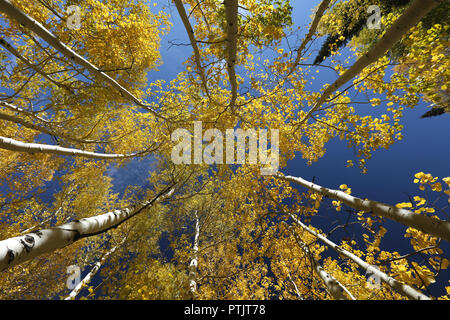 Herbstfarben im Gebirge, Big Cottonwood Canyon, Salt Lake City, Utah. Stockfoto