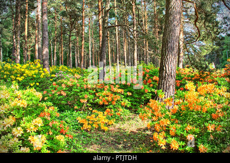 Ganze Pinienwald mit blühen bunte Blumen. Stockfoto