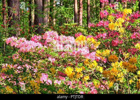 Ganze Pinienwald mit blühen bunte Blumen. Stockfoto