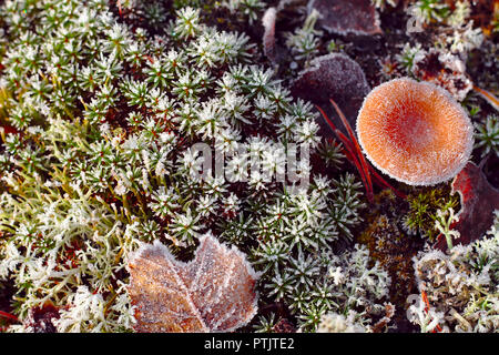 Eine gefrorene milkcap im Wald nach der ersten kalten Nacht im Herbst. Gefrorenen Pilze und einige bunte Blätter im Herbst. Stockfoto