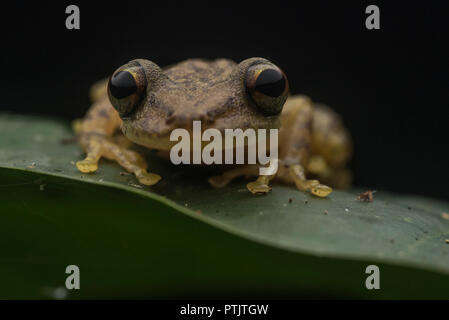 Scinax ictericus Sitzen auf einem Blatt in der Nacht tief in den Amazonas Dschungel. Stockfoto