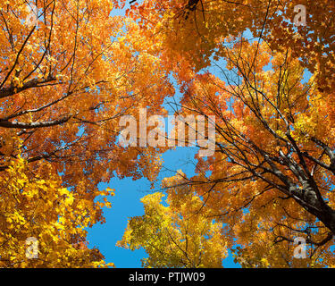 Herbst Landschaft seine bunten Jahreszeit. Herbst Landschaft Landschaft seine bunten Jahreszeit schaut in den Himmel mit einem Stockfoto