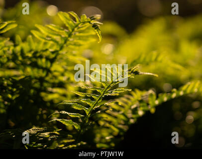 Süßholz (Glycyrrhiza) Farn Polypodium growingin Mount Douglas Park, Saanich in der Nähe von Victoria, British Columbia, Kanada. Stockfoto