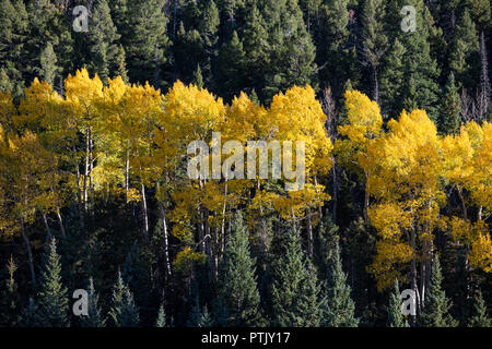 Aspen Tree Grove mit Herbstlaub in Gelb, Orange und Gold mit dem dunkelgrünen Laub von einem Wald aus Kiefern, Fichten und Tannen gegenübergestellt, Stockfoto
