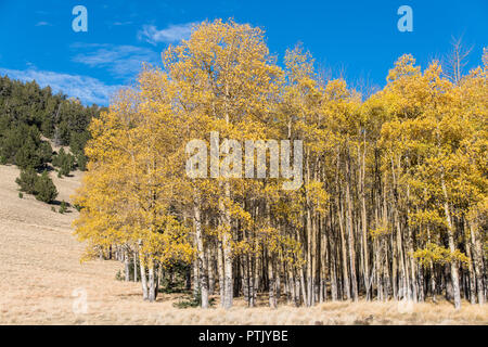 Herbst Szene einer dichten Baumgruppe von Aspen Bäume mit Laub in goldgelben Farben entlang der Kante einer grünen Wiese Stockfoto