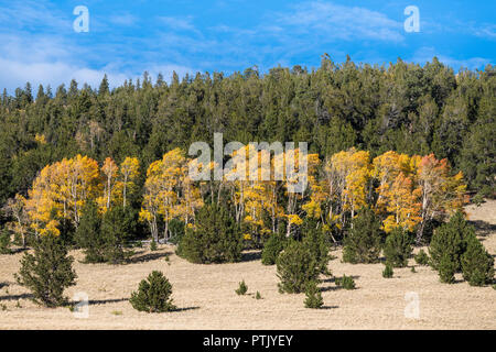 In Aspen Grove in herbstlichen Farben Gold, Gelb und Orange kontrastieren mit dem dunklen Grün von einem Pinienwald Stockfoto