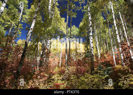 Herbstfarben im Gebirge, Big Cottonwood Canyon, Salt Lake City, Utah. Stockfoto
