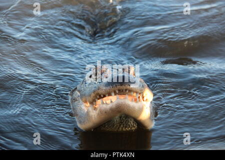 Sumpf in New Orleans Stockfoto