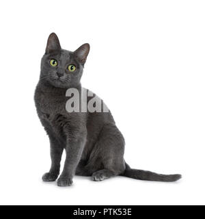 Silber gespitzt Blau nach Korat Katze sitzt und gerade mit Blick auf die Kamera mit grünen Augen, auf weißem Hintergrund Stockfoto