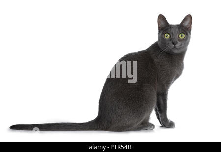 Silber gespitzt Blau nach Korat Katze sitzt seitlich und gerade mit Blick auf die Kamera mit grünen Augen, auf weißem Hintergrund Stockfoto