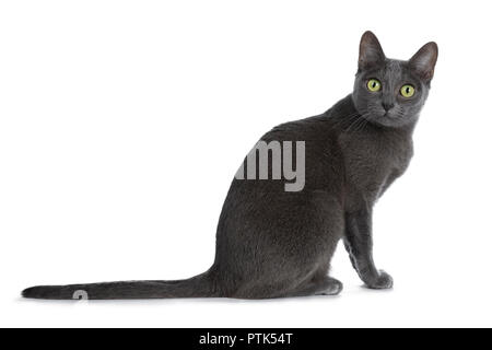 Silber gespitzt Blau nach Korat Katze sitzt seitlich und Suchen neugierig auf Kamera mit grünen Augen, auf weißem Hintergrund Stockfoto