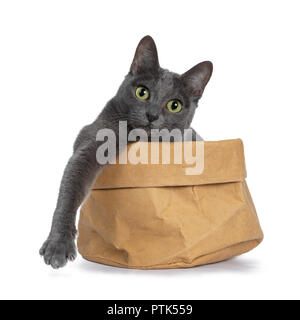 Silber gespitzt Blau nach Korat Katze sitzt in Brown Paper Bag mit der einen Pfote hängt über Edge und gerade mit Blick auf die Kamera mit grünen Augen, isoliert Stockfoto