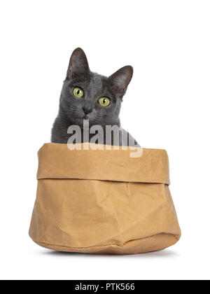 Silber gespitzt Blau nach Korat Katze sitzt in der braunen Papiertüte und gerade mit Blick auf die Kamera mit grünen Augen, auf weißem Hintergrund Stockfoto