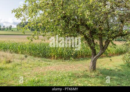 Apfelbaum und Maisfeld im Bayerischen Wald, Deutschland Stockfoto