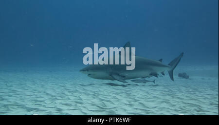 Ein Weibchen schwanger Bull Shark nähert sich der Küste zu essen und ruhige Gewässer finden, Geburt zu geben Stockfoto